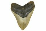 Fossil Megalodon Tooth - North Carolina #172585-1